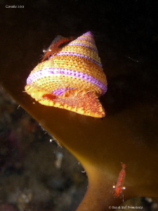 Snail by Stéphane Primatesta 